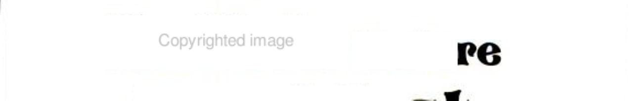 Buffalo Before Breakfast