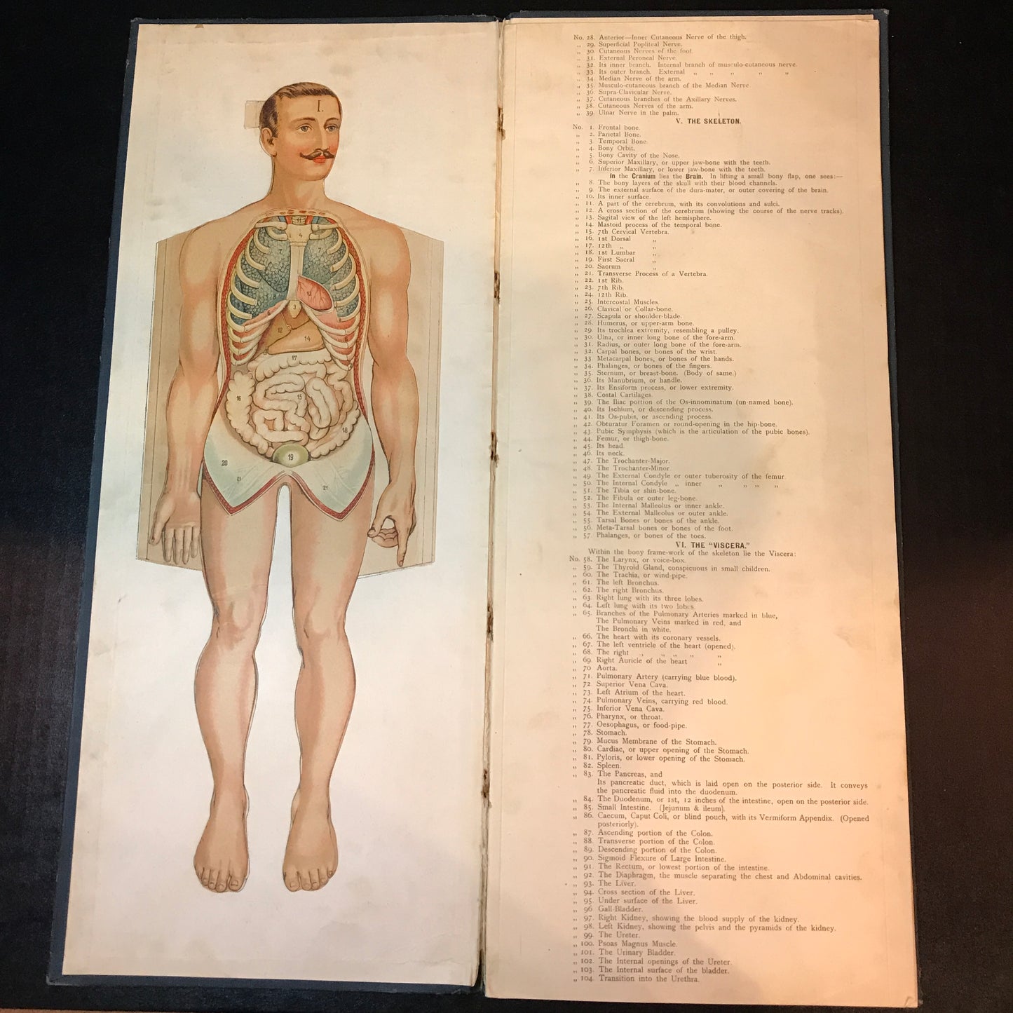 Dr. Minder's Anatomical Manikin of the Human Body - William S. Furneaux - Student Edition - Date Unknown