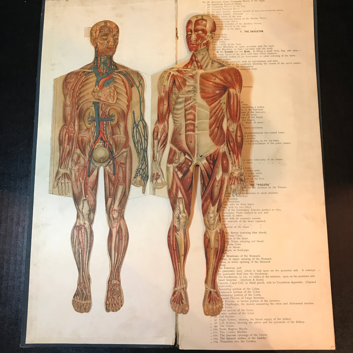 Dr. Minder's Anatomical Manikin of the Human Body - William S. Furneaux - Student Edition - Date Unknown