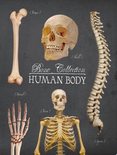 Bone Collection: Human Body