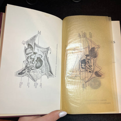 Accessory Sinuses of the Nose - Skillern - 1916