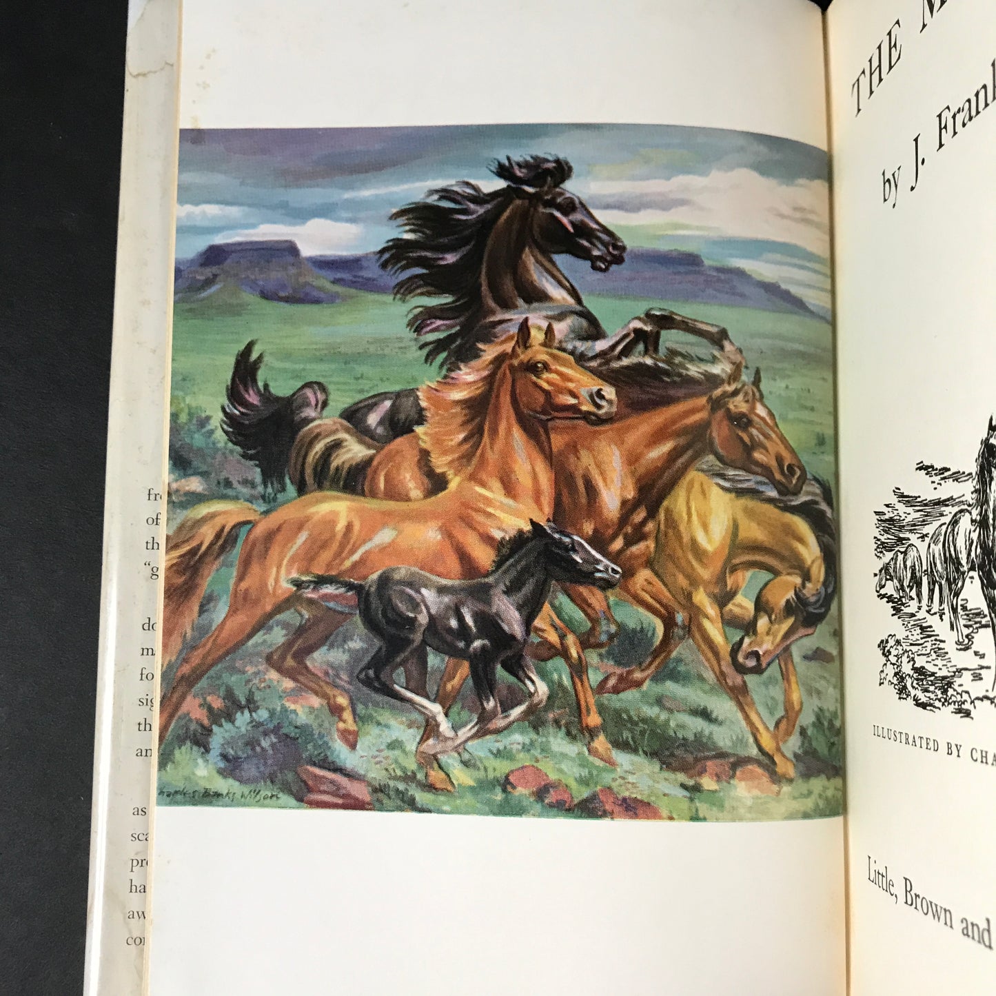 The Mustangs - J. Frank Dobie - First Edition - 1952