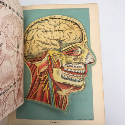 Library of Health - Complete Guide to Prevention and Cure of Disease - With Color Fold Outs and Plates - 1925