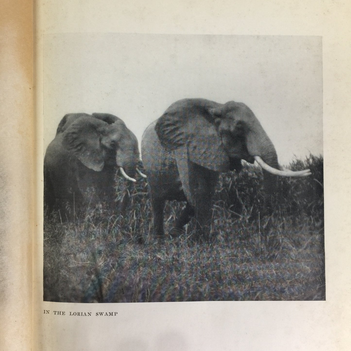 Stalking Big Game With A Camera - Marius Maxwell - 1924